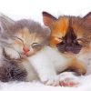 Kittens Sleeping Diamond Painting