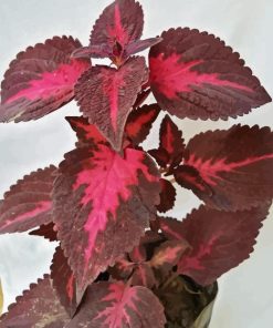 Maroon Leaves Diamond Painting