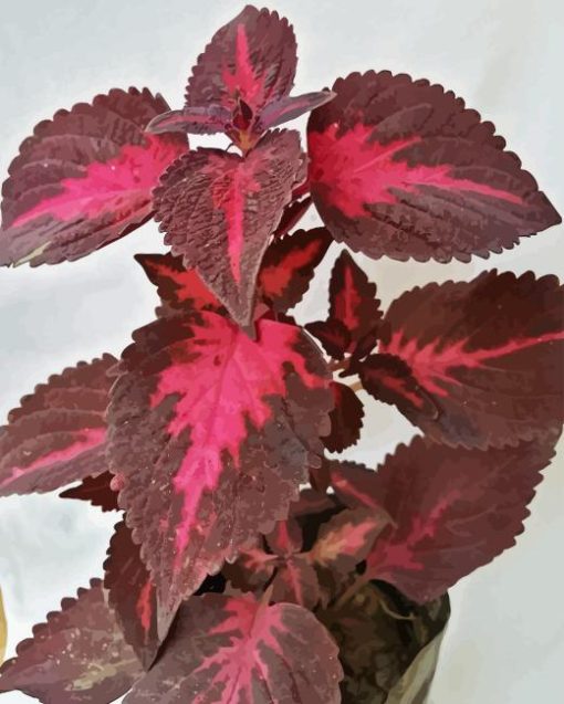 Maroon Leaves Diamond Painting