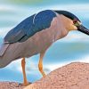 Night Heron Diamond Painting