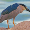 Night Heron Diamond Painting