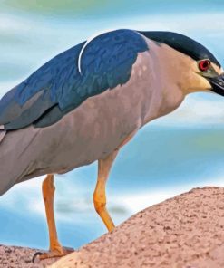 Night Heron Diamond Painting