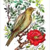 Nightingale With Red Flower Art Diamond Painting