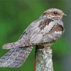 Nightjar Bird Diamond Painting