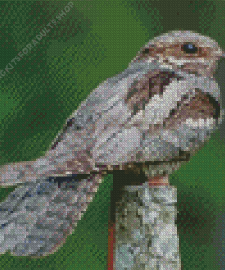 Nightjar Bird Diamond Painting