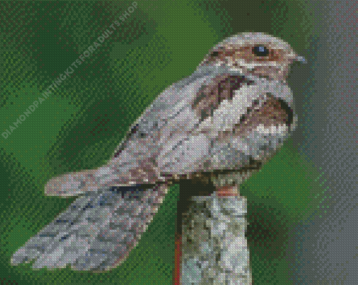 Nightjar Bird Diamond Painting