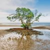 Nudgee Beach Tree Diamond Painting