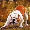 Old English Bulldog With Branch Diamond Painting