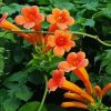 Orange Trumpet Vines Plant Diamond Painting