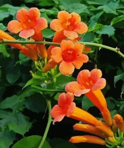 Orange Trumpet Vines Plant Diamond Painting