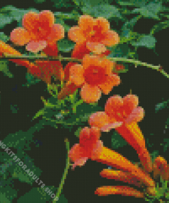 Orange Trumpet Vines Plant Diamond Painting