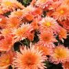 Peach Chrysanthemum Flowers Diamond Painting