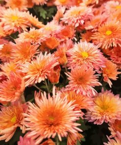 Peach Chrysanthemum Flowers Diamond Painting