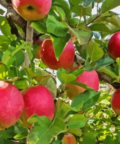 Pink Lady Apple Tree Diamond Painting