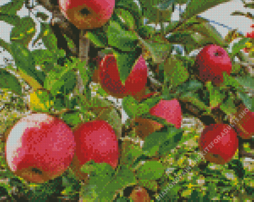 Pink Lady Apple Tree Diamond Painting