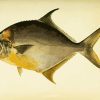 Pompano Fish Side View Art Diamond Painting