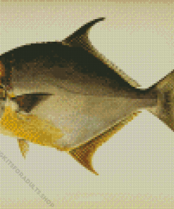 Pompano Fish Side View Art Diamond Painting