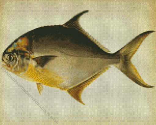 Pompano Fish Side View Art Diamond Painting