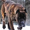 Presa Canario Dog In Snow Diamond Painting