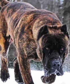 Presa Canario Dog In Snow Diamond Painting