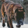 Presa Canario Dog In Snow Diamond Painting