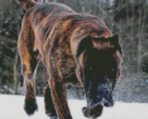 Presa Canario Dog In Snow Diamond Painting