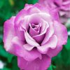 Purple Floribunda Rose Diamond Painting