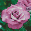 Purple Floribunda Rose Diamond Painting