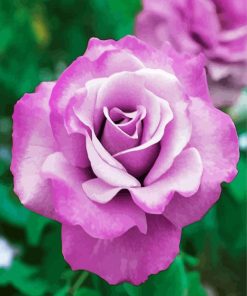 Purple Floribunda Rose Diamond Painting