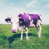 Purple Cow Animal Diamond Painting