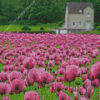 Purple Poppy Field Diamond Painting