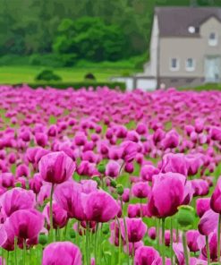 Purple Poppy Field Diamond Painting