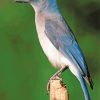 Scrub Jays Diamond Painting