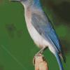 Scrub Jays Diamond Painting