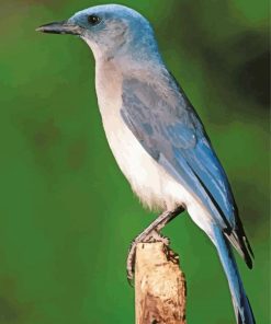 Scrub Jays Diamond Painting