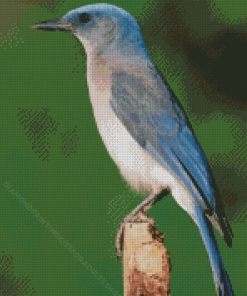 Scrub Jays Diamond Painting