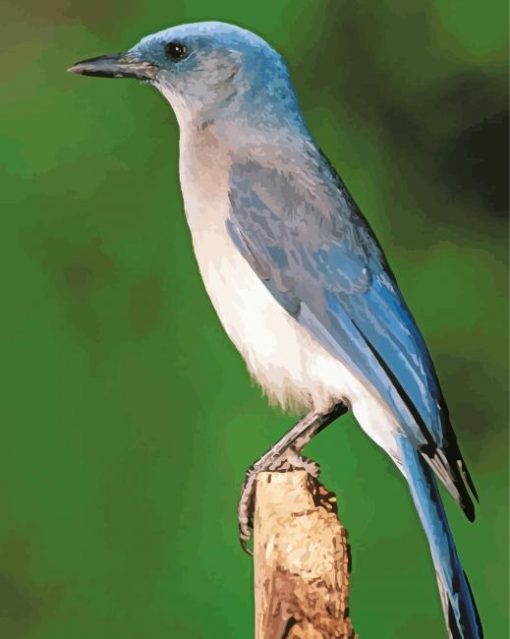 Scrub Jays Diamond Painting