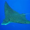 Spotted Eagle Ray Diamond Painting