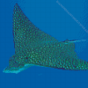 Spotted Eagle Ray Diamond Painting