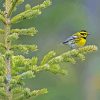 Townsend Warbler On Tree Diamond Painting