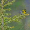 Townsend Warbler On Tree Diamond Painting