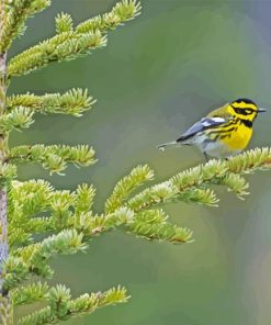 Townsend Warbler On Tree Diamond Painting