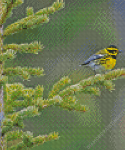 Townsend Warbler On Tree Diamond Painting