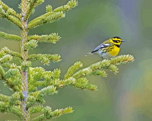 Townsend Warbler On Tree Diamond Painting