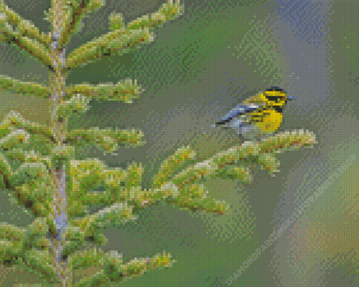 Townsend Warbler On Tree Diamond Painting