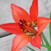 Western Red Lily Diamond Painting