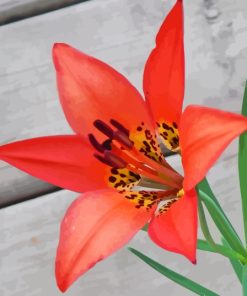 Western Red Lily Diamond Painting