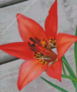 Western Red Lily Diamond Painting