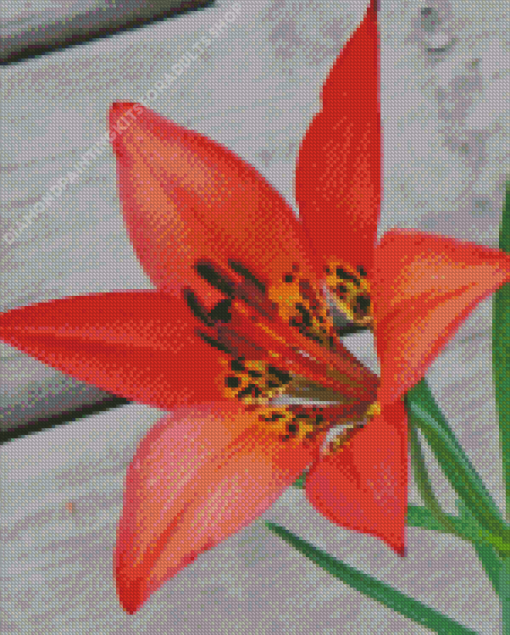 Western Red Lily Diamond Painting