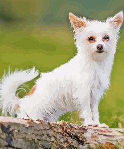 White Chorkie Puppy Diamond Painting